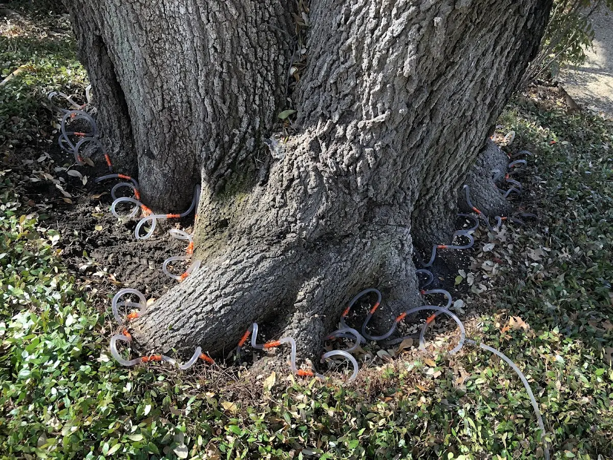 Detailed Tree Cabling and Bracing job site in Bullock
