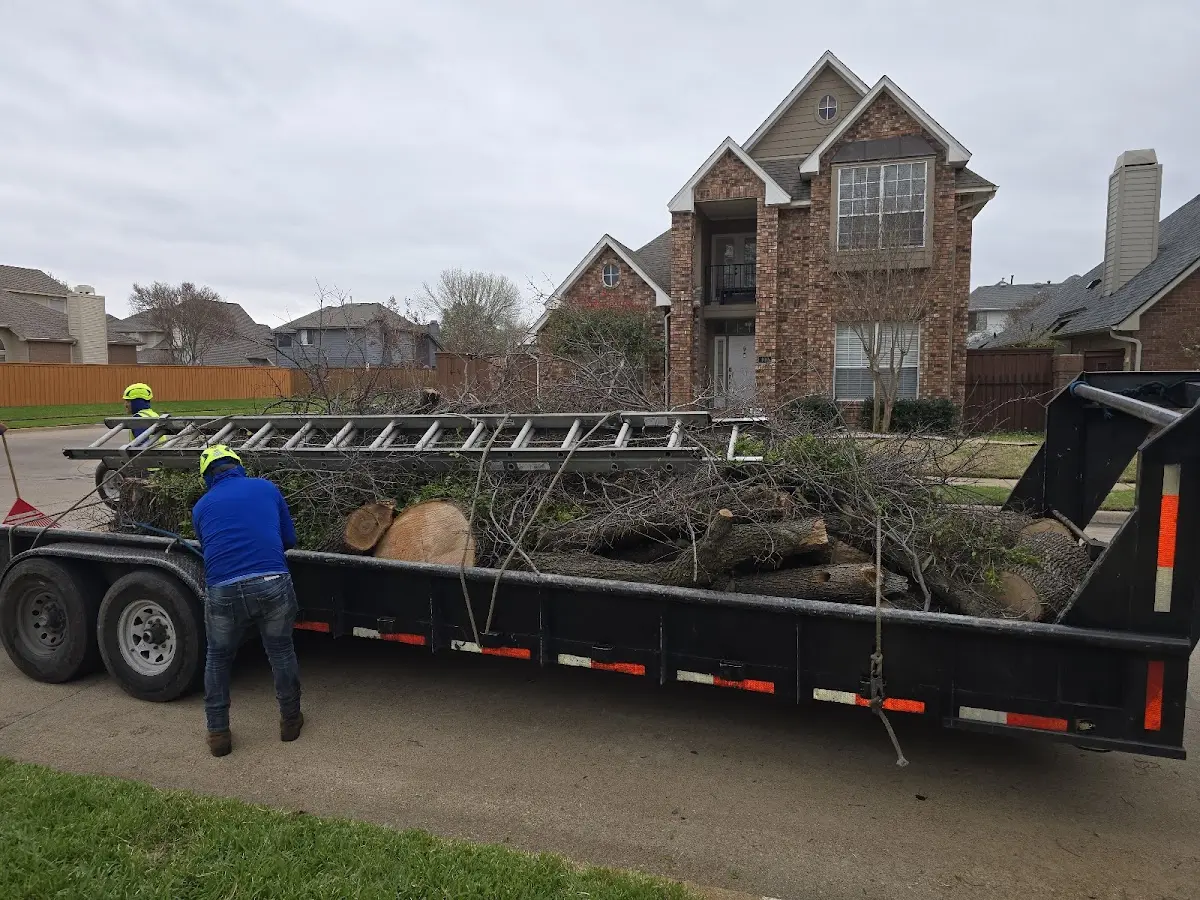 Expert Tree Removal with proper safety equipment in Bullock